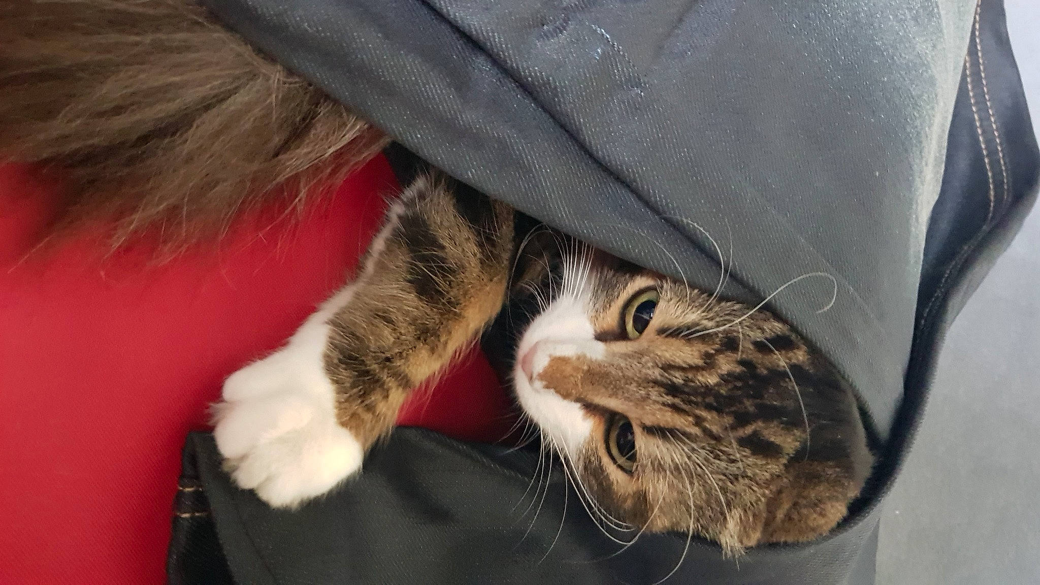 Belette participe au concours pour gagner de l'argent avec cette photo : carnivore, cat, claw, close_up, comfort, domestic_short_haired_cat, ear, felidae, fur, human_leg, mammal, paw, small_to_medium_sized_cats, snout, tail, terrestrial_animal, whiskers