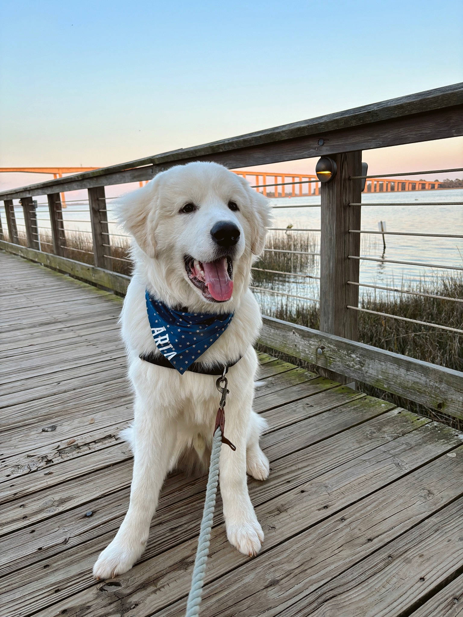 Arlo joined the competition — help win amazing prizes! canidae, carnivore, collar, companion_dog, deck, dog, dog_breed, dog_collar, dog_supply, fawn, fence, gun_dog, leash, pet_supply, plant, sky, snout, tail, water, wood