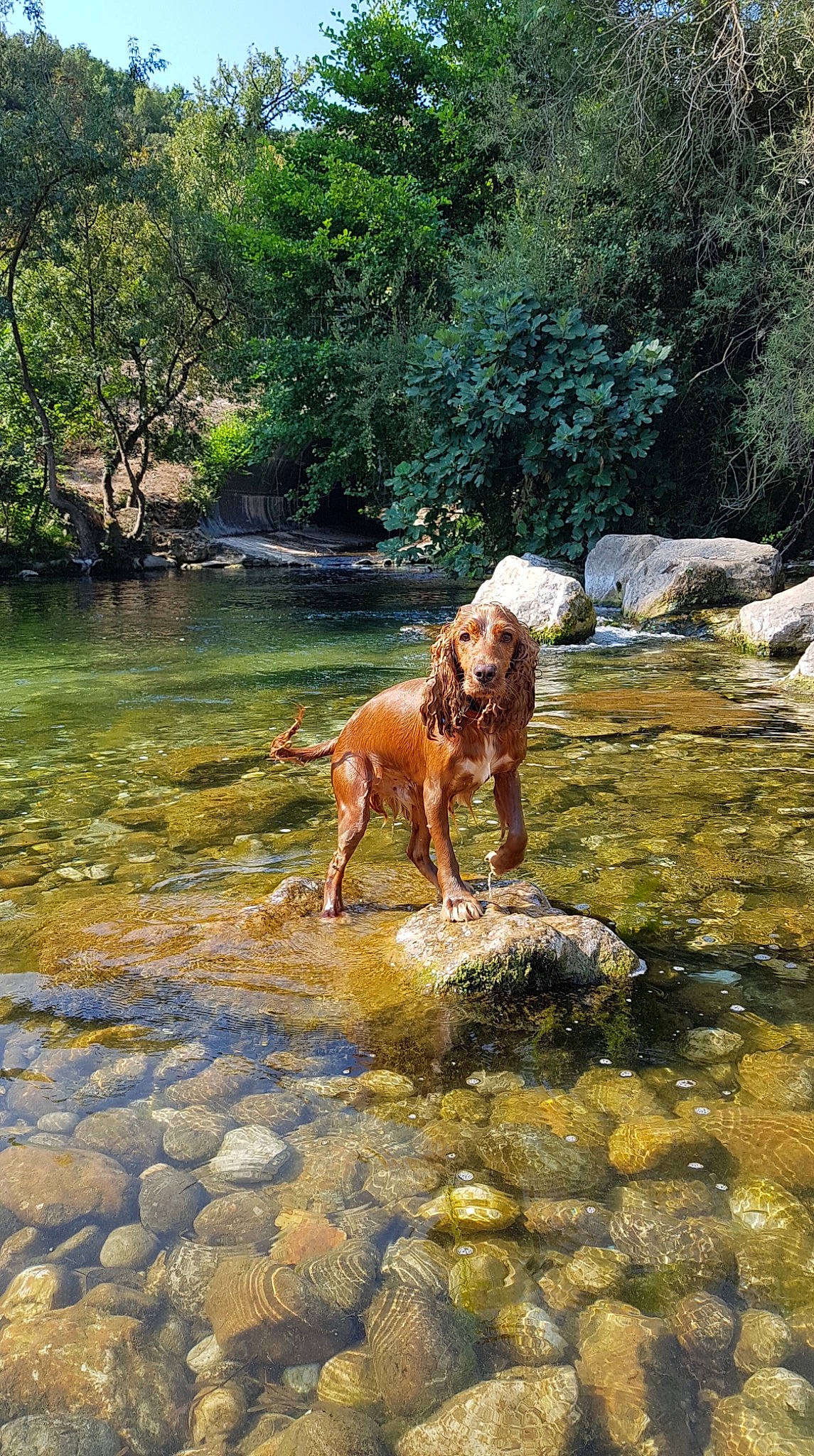 Axel a rejoint le concours — aidez-le/la à gagner de superbes lots ! bank, canidae, carnivore, creek, dog, dog_breed, dogue_de_bordeaux, fawn, guard_dog, hunting_dog, pointer, river, sporting_group, stream, vizsla, water_resources, watercourse
