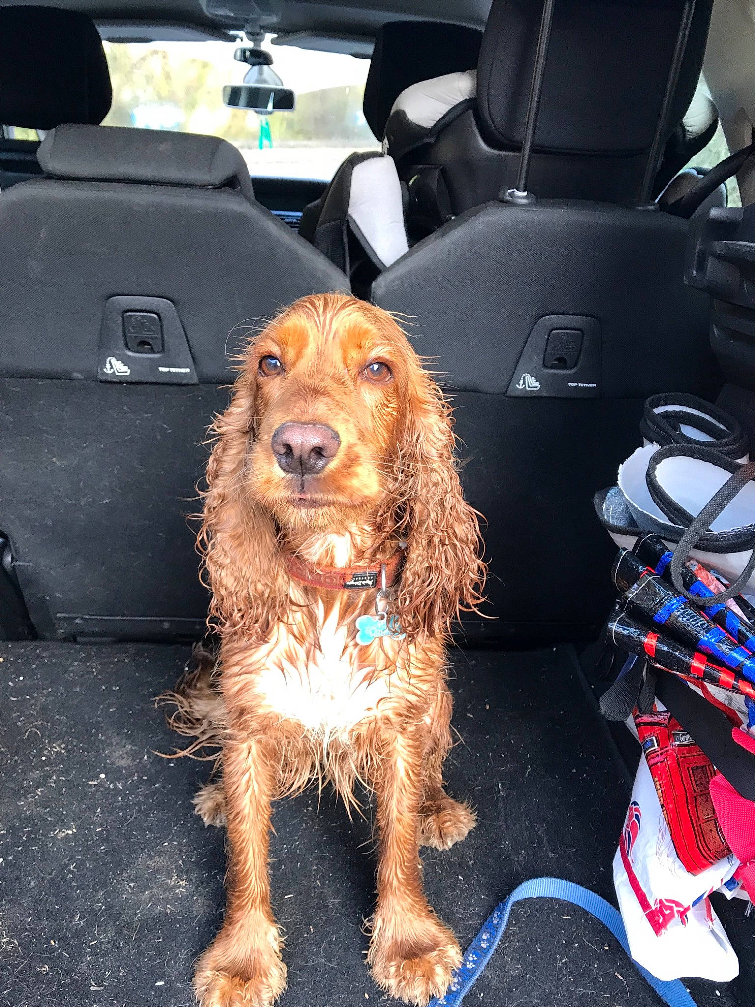 Axel a rejoint le concours — aidez-le/la à gagner de superbes lots ! american_cocker_spaniel, canidae, carnivore, cocker_spaniel, companion_dog, dog, dog_breed, english_cocker_spaniel, field_spaniel, german_spaniel, irish_setter, king_charles_spaniel, mammal, rare_breed_dog, setter, snout, spaniel, sporting_group, sussex_spaniel, vertebrate