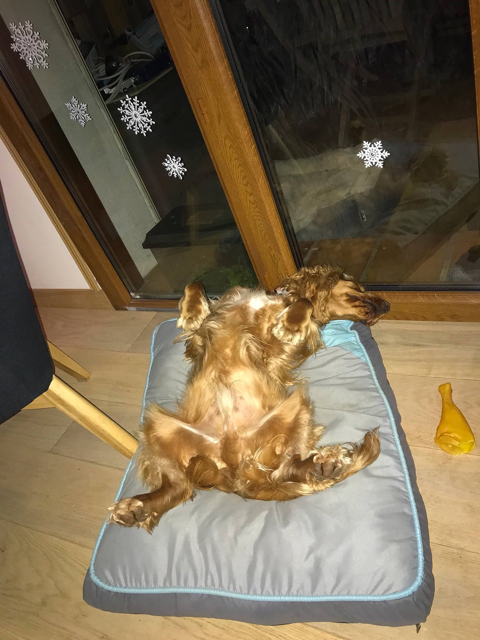 Axel a rejoint le concours — aidez-le/la à gagner de superbes lots ! canidae, setter, sporting_group