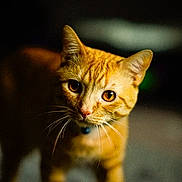 Butterscotch is registered to the contest to win money with this photo: cat, ginger_cat, amber_eyes, whiskers, curious, pet, animal, feline, indoor, closeup, portrait, domestic_cat, young_cat, soft_light, dark_background, focused, playful, fur, ears, collar