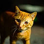 cat, ginger_cat, amber_eyes, whiskers, curious, pet, animal, feline, indoor, closeup, portrait, domestic_cat, young_cat, soft_light, dark_background, focused, playful, fur, ears, collar