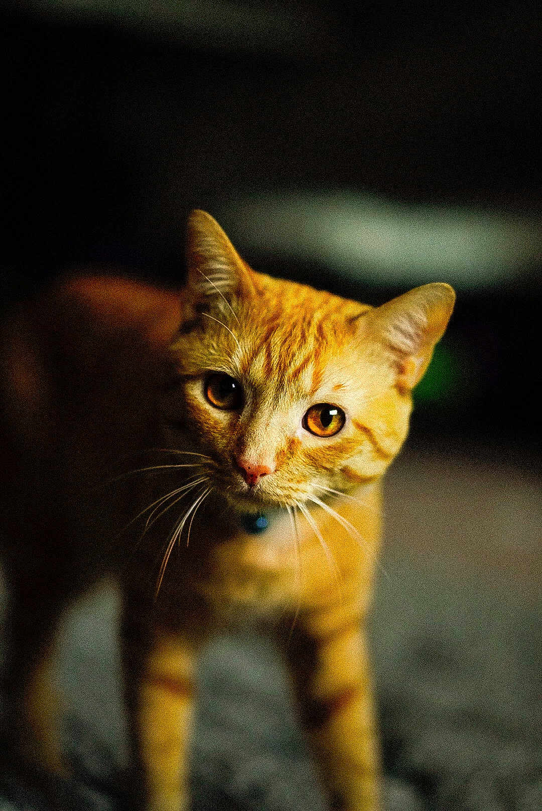 Butterscotch