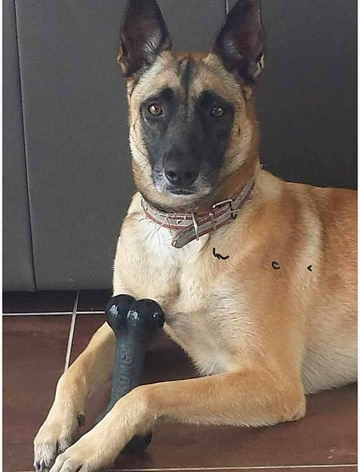 Lyra participe au concours pour gagner de l'argent avec cette photo : ancient_dog_breeds, canidae, carnivore, collar, companion_dog, dog, dog_breed, dog_collar, dog_supply, door, fawn, fur, paw, pet_supply, rectangle, snout, sporting_group, terrestrial_animal, whiskers, working_animal