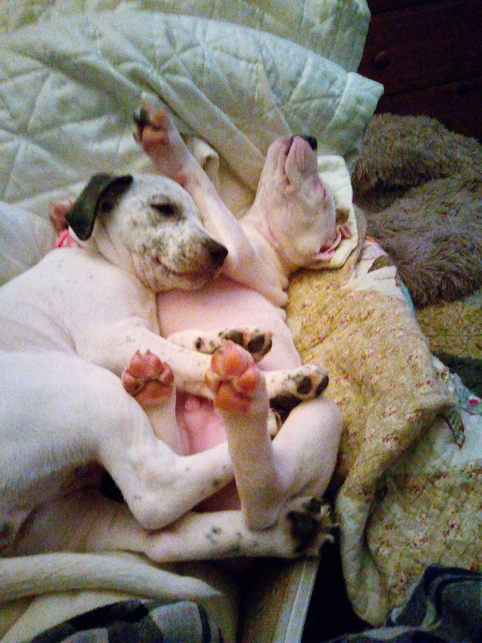 Freckles joined the competition — help win amazing prizes! canidae, carnivore, comfort, companion_dog, dog, dog_breed, fawn, felidae, fur, linens, nap, non_sporting_group, paw, puppy, sleep, small_to_medium_sized_cats, sporting_group, tail, toy_dog, whiskers