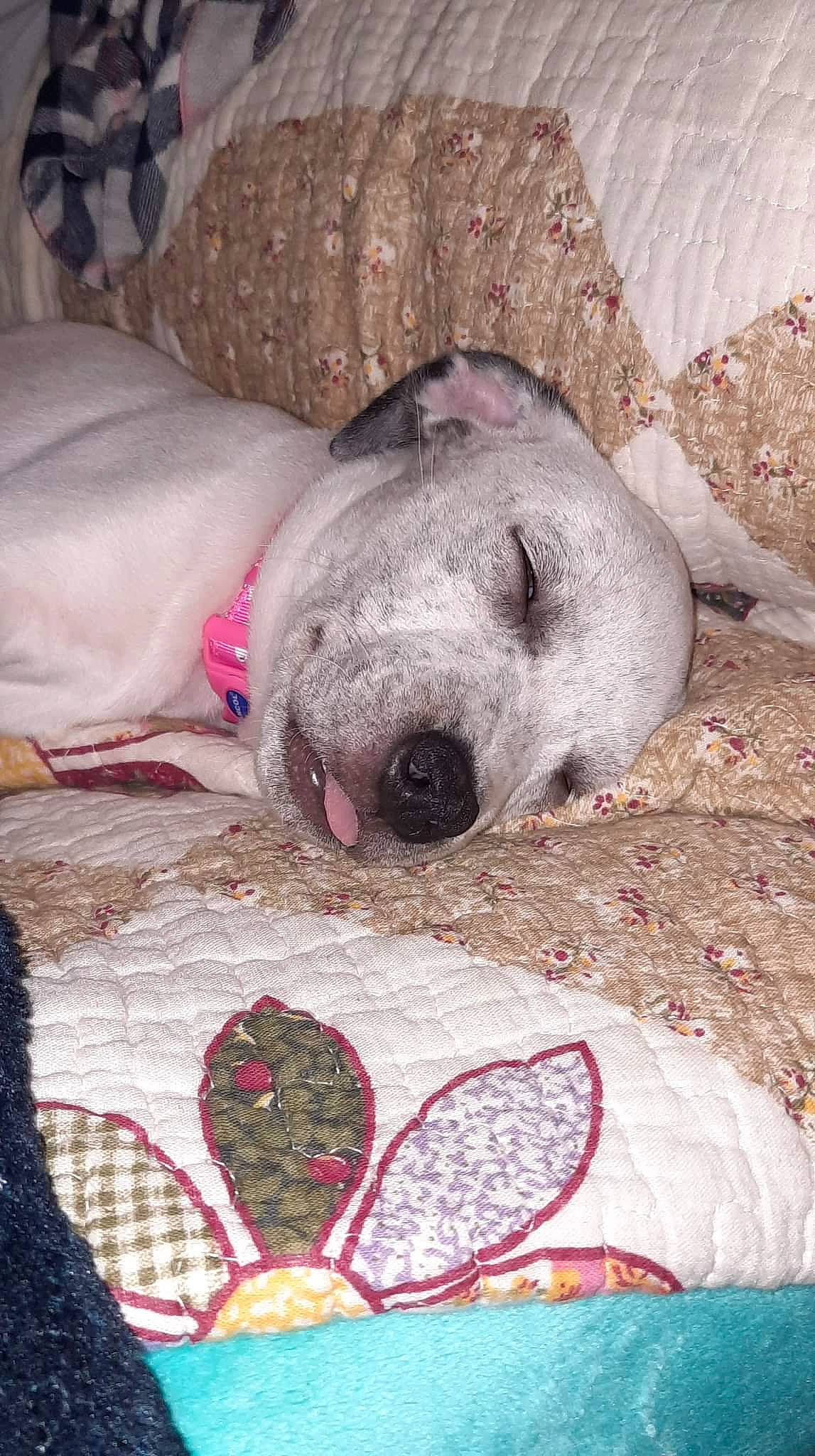 Freckles joined the competition — help win amazing prizes! art, bedding, carmine, carnivore, comfort, companion_dog, corgi_chihuahua, dog, dog_breed, fawn, fur, linens, magenta, nap, non_sporting_group, pattern, sleep, sporting_group, terrestrial_animal, whiskers