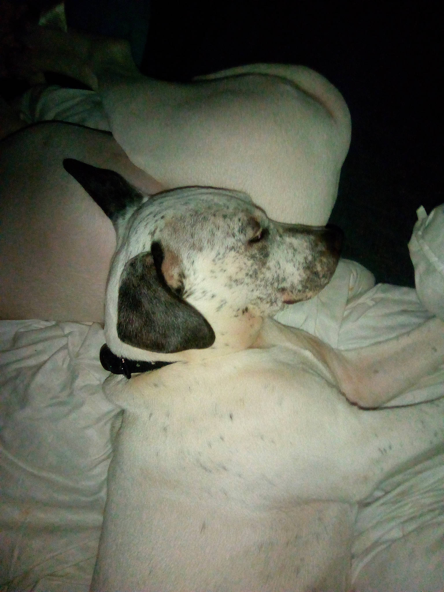 Freckles is registered to the contest to win money with this photo: bored, canidae, carnivore, comfort, companion_dog, dog, dog_breed, ear, fawn, jaw, mammal, nap, non_sporting_group, paw, sleep, snout, sporting_group, terrestrial_animal, whiskers, wildlife