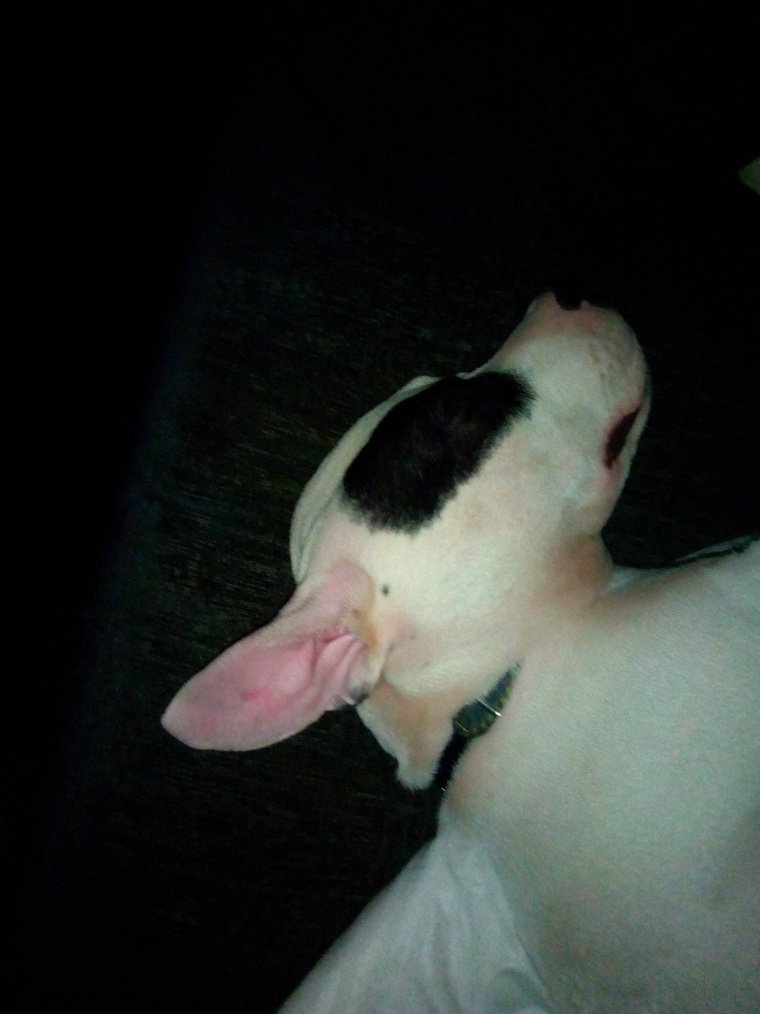 Bulzeye is registered to the contest to win money with this photo: boston_terrier, bull_terrier, canidae, carnivore, comfort, companion_dog, dog, dog_breed, fawn, felidae, fur, human_leg, paw, puppy, sky, small_to_medium_sized_cats, snout, sporting_group, tail, whiskers