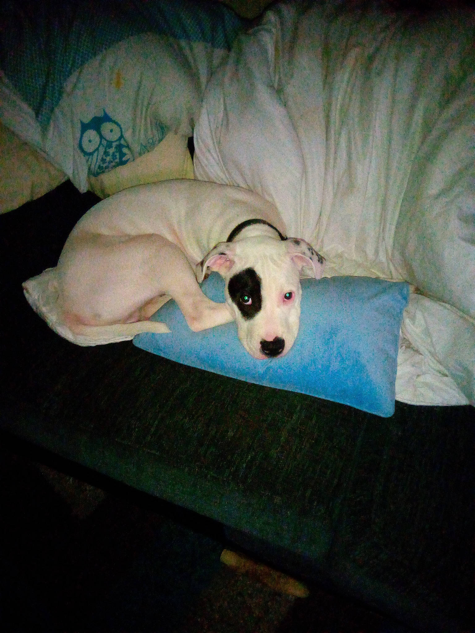 Bulzeye joined the competition — help win amazing prizes! canidae, carnivore, comfort, companion_dog, couch, dog, dog_breed, dog_supply, fawn, linens, nap, non_sporting_group, paw, pet_supply, puppy_love, snout, sporting_group, tail, toy_dog, working_animal