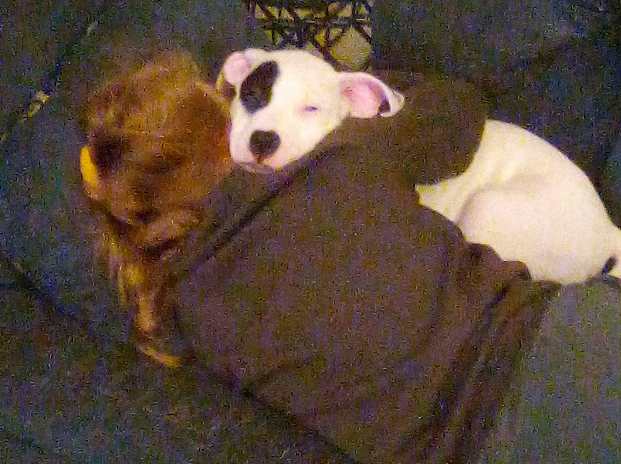 Bulzeye is registered to the contest to win money with this photo: canidae, carnivore, comfort, companion_dog, dog, dog_breed, dog_supply, fawn, fur, linens, non_sporting_group, paw, pet_supply, snout, sporting_group, tail, terrestrial_animal, toy_dog, working_animal