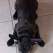 Brioche participe au concours pour gagner de l'argent avec cette photo : puppy, dog, black_dog, french_bulldog, pet, animal, lying_down, tile_floor, indoor, portrait, top_down_view, floppy_ears, short_coat, black_fur, wide_eyes, paws, cute, alert, home, photography