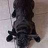 puppy, dog, black_dog, french_bulldog, pet, animal, lying_down, tile_floor, indoor, portrait, top_down_view, floppy_ears, short_coat, black_fur, wide_eyes, paws, cute, alert, home, photography