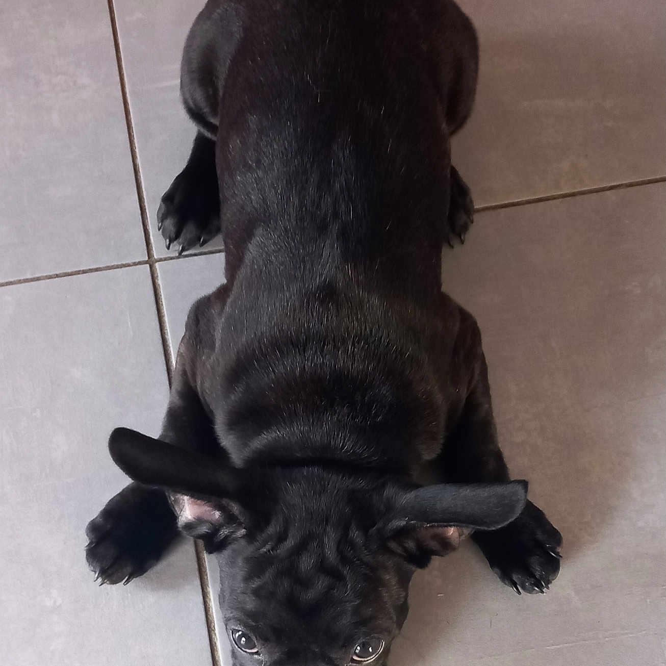 Brioche participe au concours pour gagner de l'argent avec cette photo : puppy, dog, black_dog, french_bulldog, pet, animal, lying_down, tile_floor, indoor, portrait, top_down_view, floppy_ears, short_coat, black_fur, wide_eyes, paws, cute, alert, home, photography