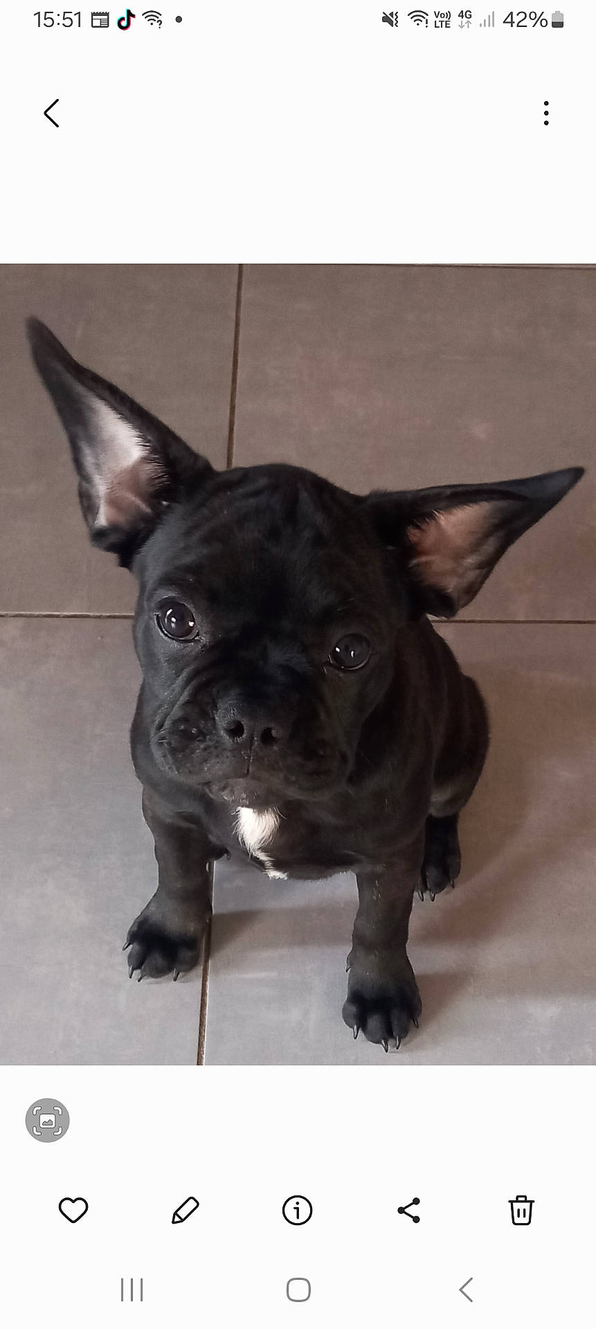 Brioche a rejoint le concours — aidez-le/la à gagner de superbes lots ! bathroom, black_dog, claws, cute, dog, ears, eyes, french_bulldog, indoor, large_ears, looking_at_camera, nose, paws, pet, phone_screenshot, portrait, puppy, sitting, tile_floor, white_chest