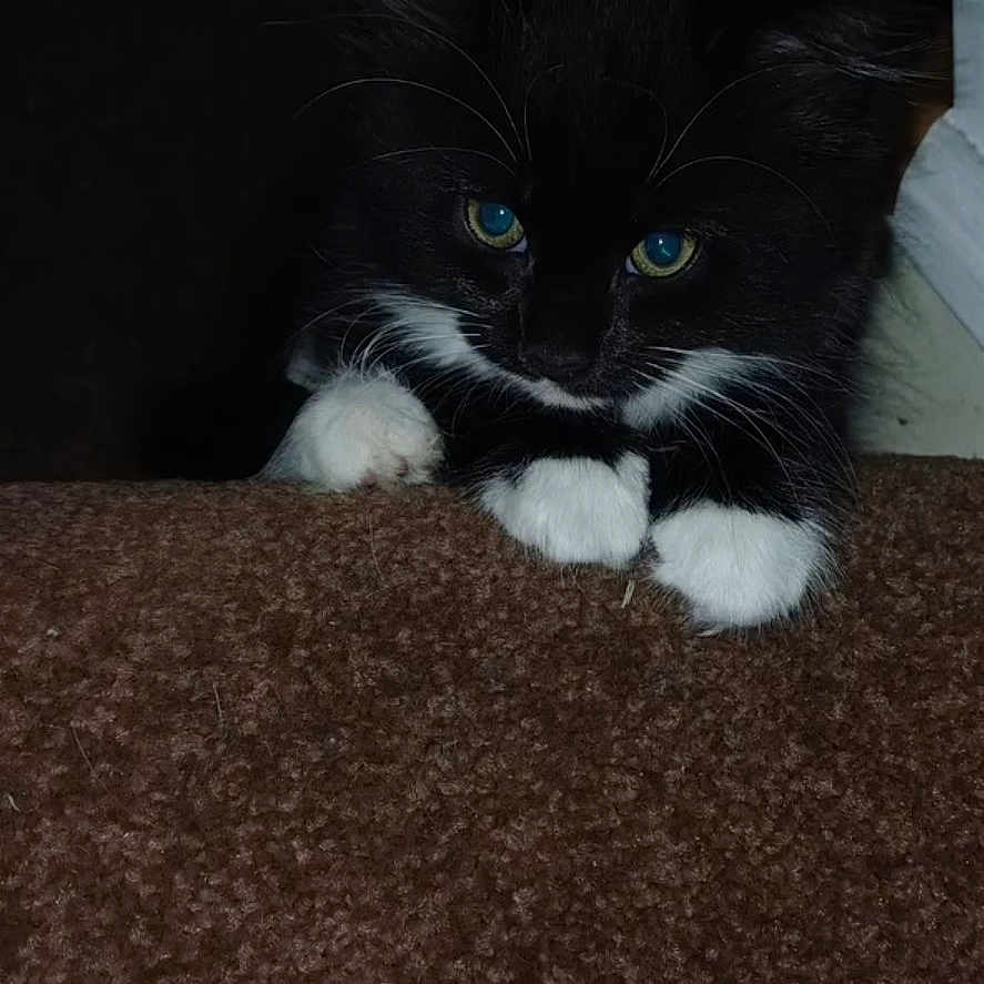 Peanut