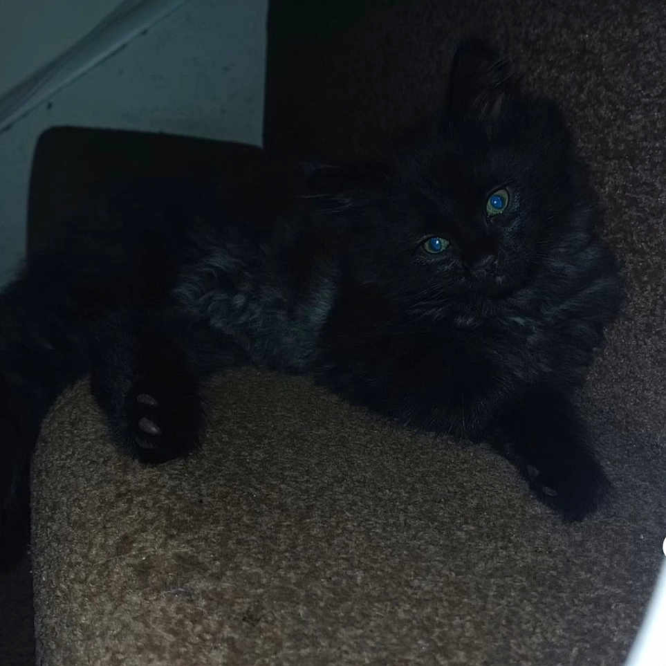 Shadow