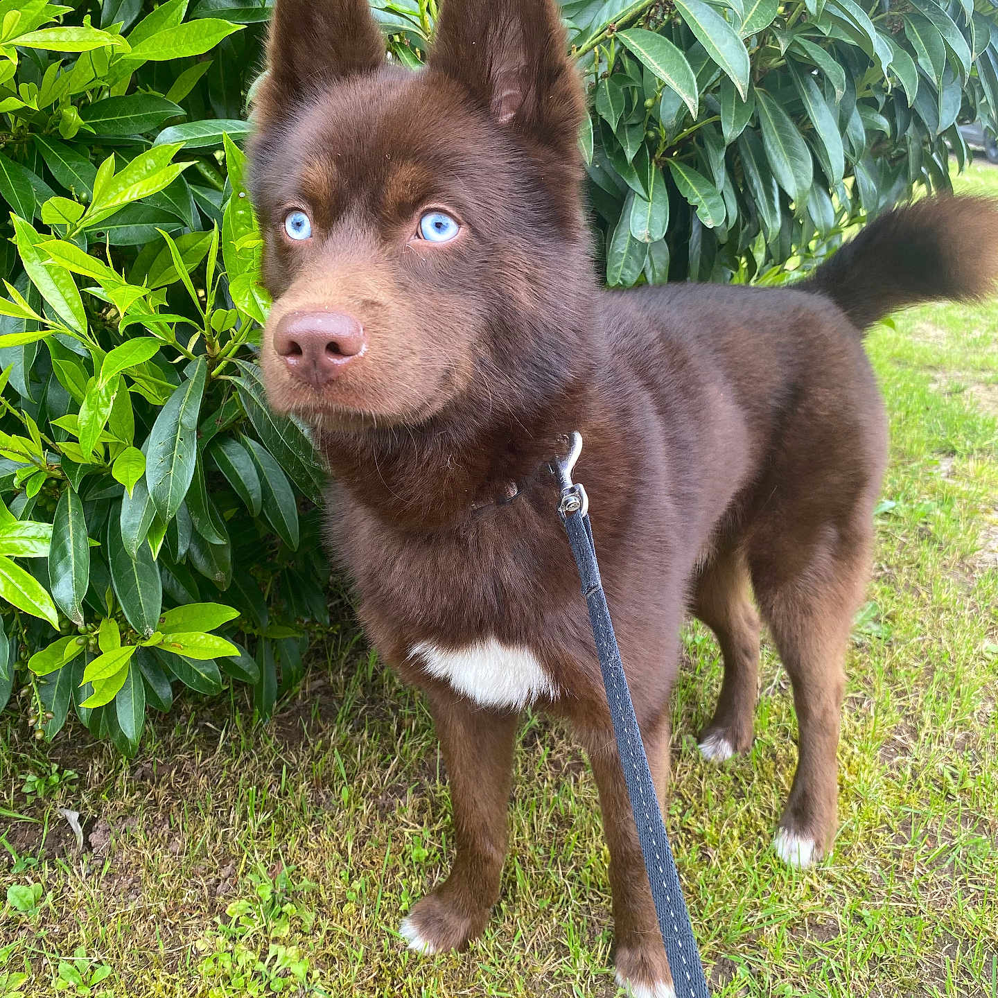 Saïko a rejoint le concours — aidez-le/la à gagner de superbes lots ! accessories, animal, canine, dog, grass, herbal, herbs, husky, labradorretriever, leaf, leash, nature, outdoors, pet, plant, puppy, strap, tree, vegetation, yard