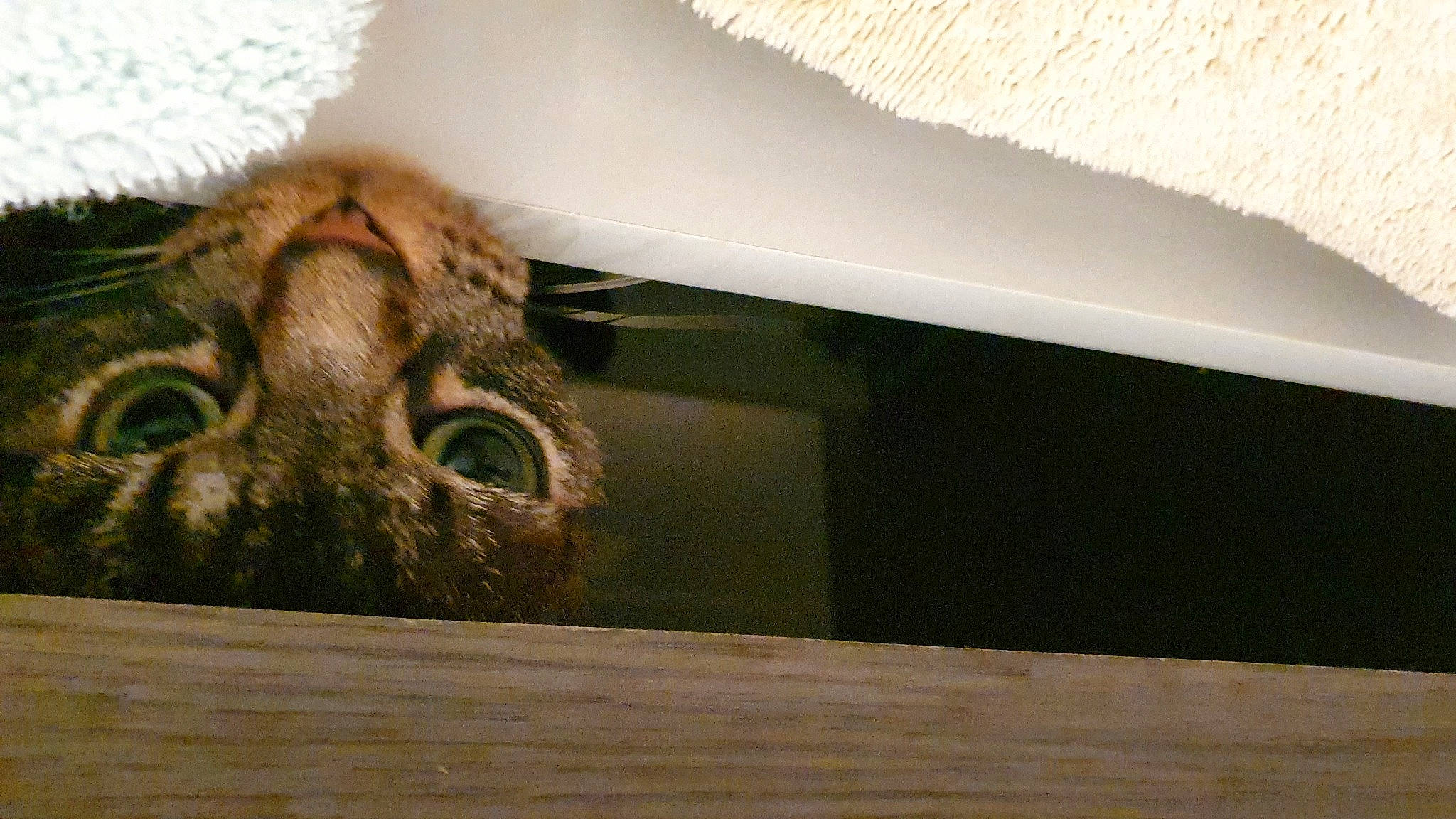 Yoyo a rejoint le concours — aidez-le/la à gagner de superbes lots ! animal_shelter, cage, ceiling, fawn, felidae, flooring, fur, hardwood, liver, livestock, pet_supply, rabbit, rabbits_and_hares, shade, small_to_medium_sized_cats, snout, terrestrial_animal, whiskers, wildlife, wood