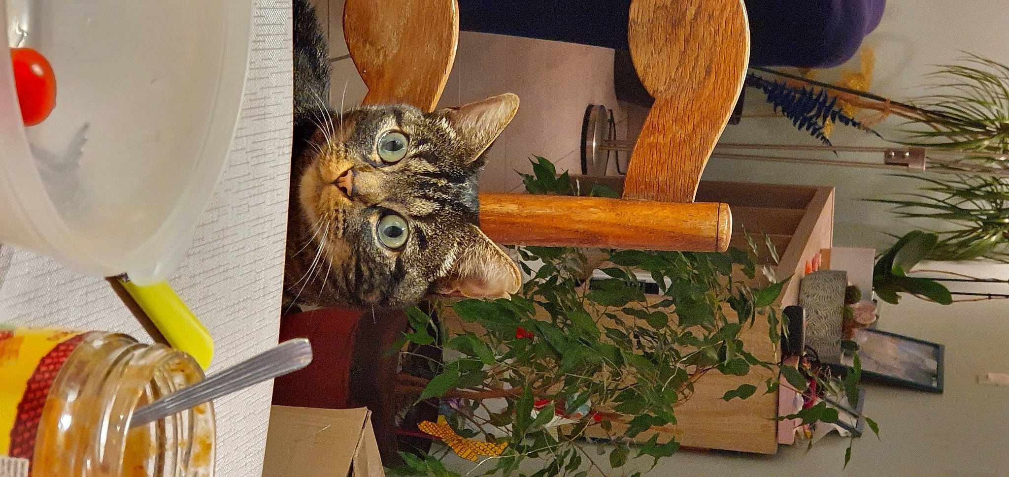 Yoyo a rejoint le concours — aidez-le/la à gagner de superbes lots ! art, carnivore, cat, domestic_short_haired_cat, eastern_screech_owl, fawn, felidae, flowerpot, fur, houseplant, plant, room, shelf, small_to_medium_sized_cats, tail, tree, whiskers, wildlife, wood, writing_implement