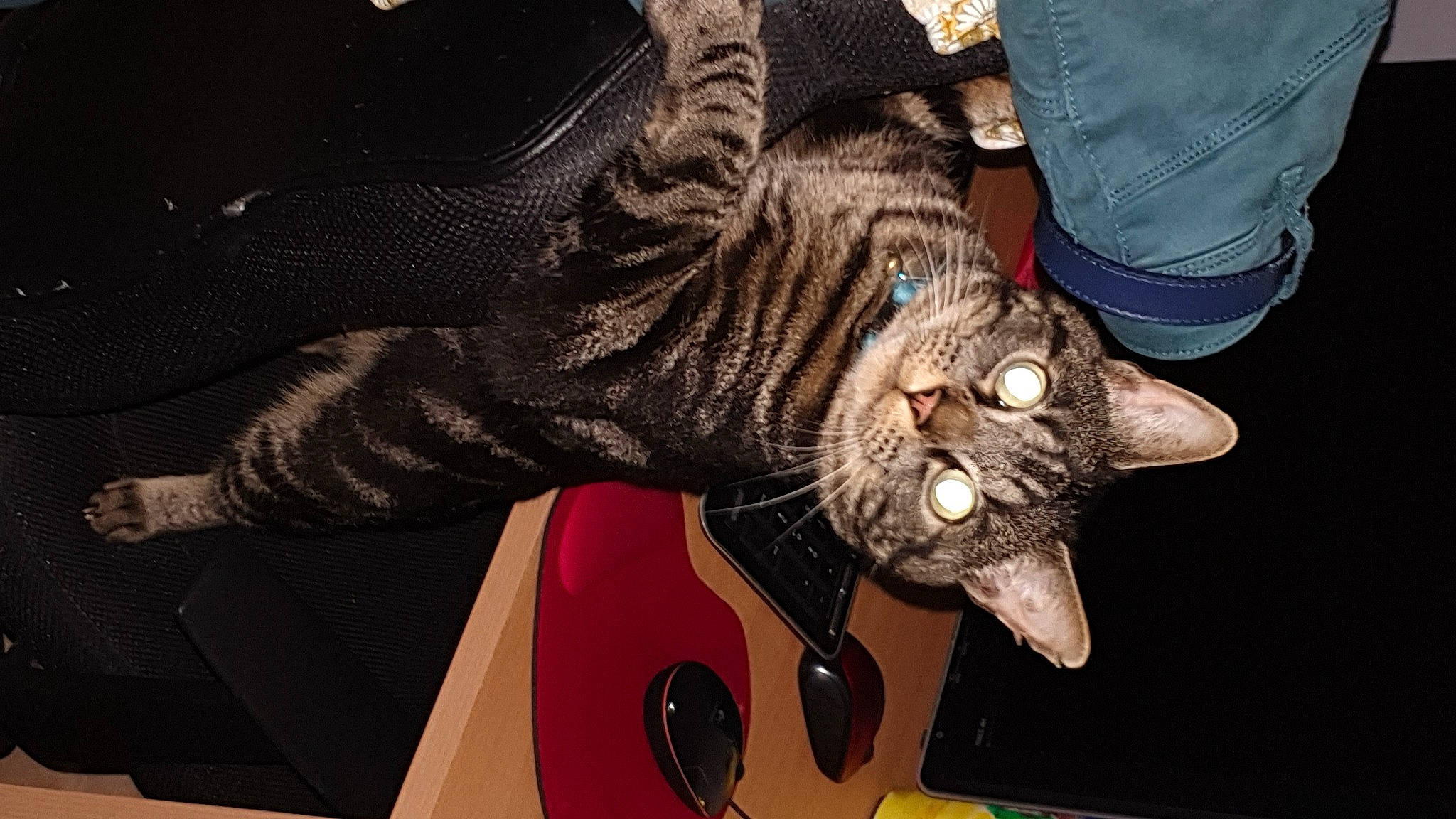 Yoyo a rejoint le concours — aidez-le/la à gagner de superbes lots ! carmine, carnivore, cat, claw, denim, domestic_short_haired_cat, event, felidae, foot, fur, gesture, human_leg, lap, paw, small_to_medium_sized_cats, string_instrument, string_instrument_accessory, tail, whiskers