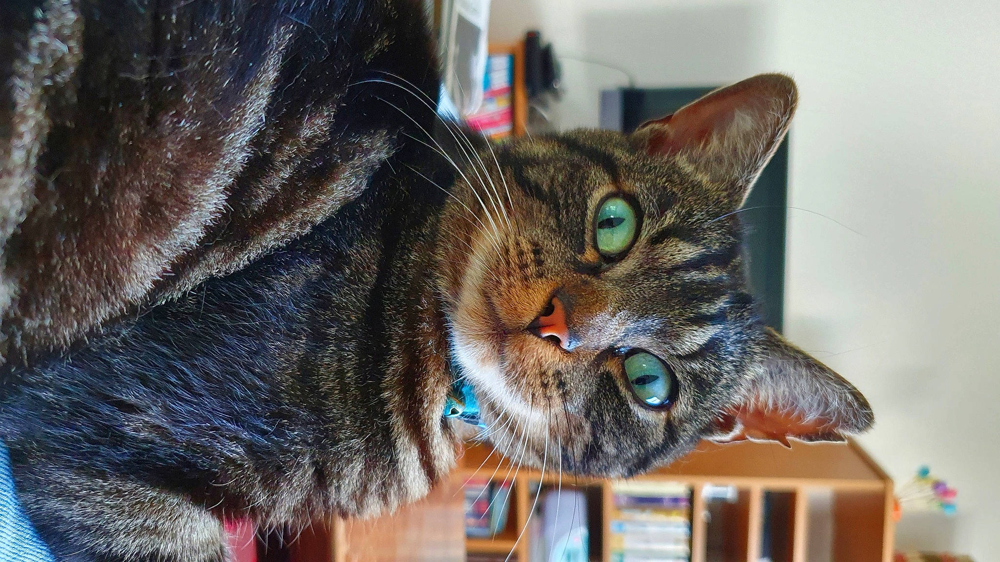 Yoyo participe au concours pour gagner de l'argent avec cette photo : carnivore, cat, claw, comfort, domestic_short_haired_cat, ear, electric_blue, eye, felidae, fur, hair, head, human_body, sitting, small_to_medium_sized_cats, snout, tree, whiskers, wildlife, window