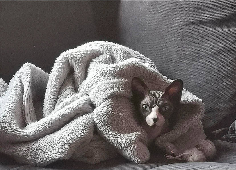 Doris participe au concours pour gagner de l'argent avec cette photo : carnivore, cat, comfort, domestic_short_haired_cat, eye, fawn, felidae, fur, grey, jaw, linens, paw, small_to_medium_sized_cats, snout, tail, terrestrial_animal, textile, vertebrate, whiskers, window