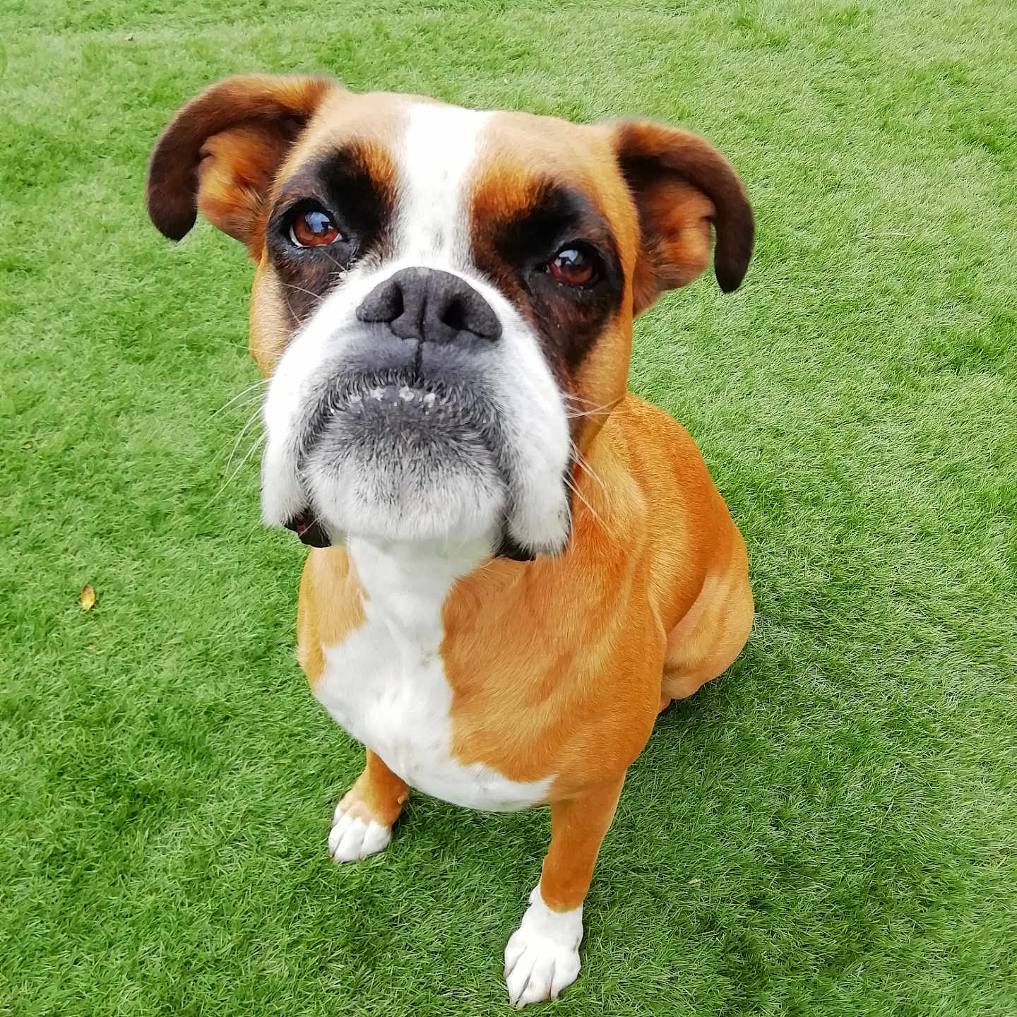 Ibiza participe au concours pour gagner de l'argent avec cette photo : animal, bostonbull, boxer, bulldog, canine, dog, frenchbulldog, grass, green, hound, lawn, leaf, pet, pitbull, plant, puppy, whitedog