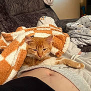 Freya is registered to the contest to win money with this photo: cat, orange_tabby, blanket, couch, human, sweatpants, relaxed, cozy, indoor, pet, fur, resting, comfort, soft_texture, nap_time, orange_and_white, living_room, casual, domestic, cute