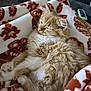 Freya joined the competition — help win amazing prizes! cat, orange_cat, fluffy_fur, sleeping, cozy, blanket, patterned_blanket, indoor, pet, cute, relaxed, feline, whiskers, paw, domestic_cat, fur_texture, resting, home, animal, close_up