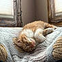 Freya is registered to the contest to win money with this photo: kitten, cat, animal, sleeping, blanket, indoor, cozy, orange_cat, white_fur, pet, nap, soft_texture, window_light, resting, cute, fur, domestic_cat, young_cat, relaxation, home