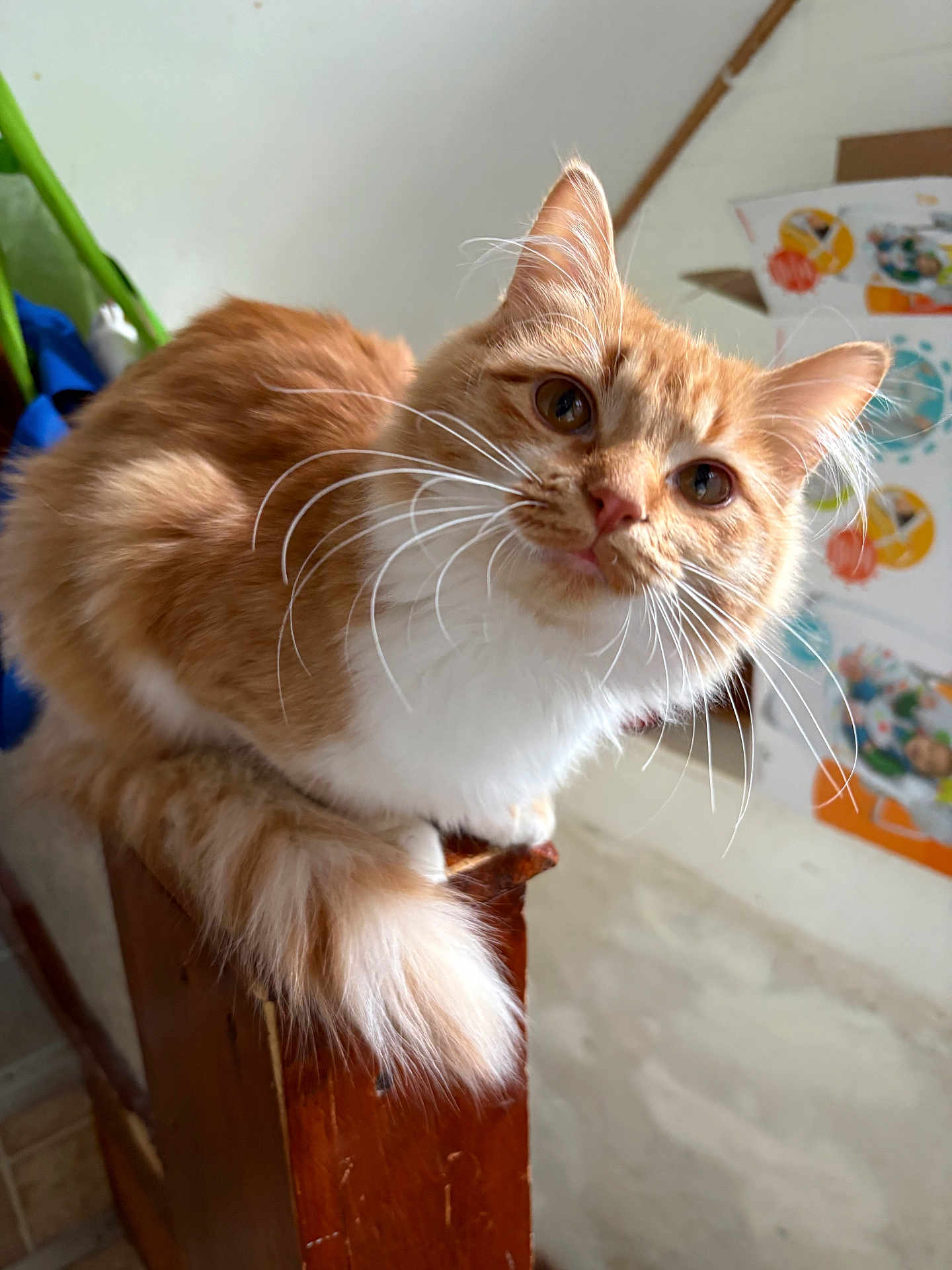 Freya