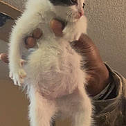 Molly is registered to the contest to win money with this photo: animal, black_and_white, cat, curious, cute, domestic, feline, fur, hands, holding, indoor, kitten, looking, paw, person, pet, small, soft, whiskers, young