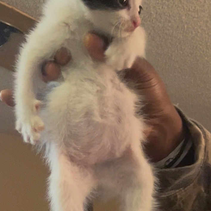 Molly