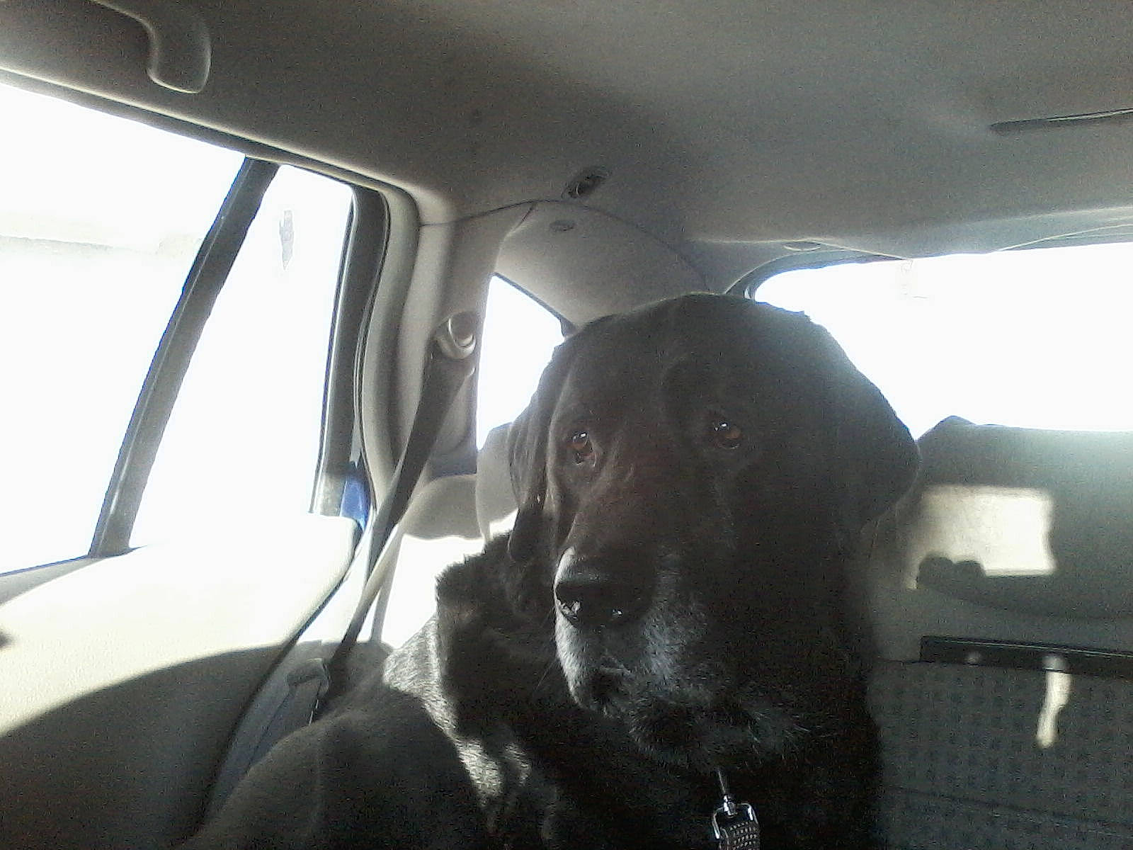 Axel participe au concours pour gagner de l'argent avec cette photo : canidae, car, car_seat, carnivore, dog, dog_breed, driving, family_car, guard_dog, labrador_retriever, photography, retriever, snout, sporting_group, vehicle