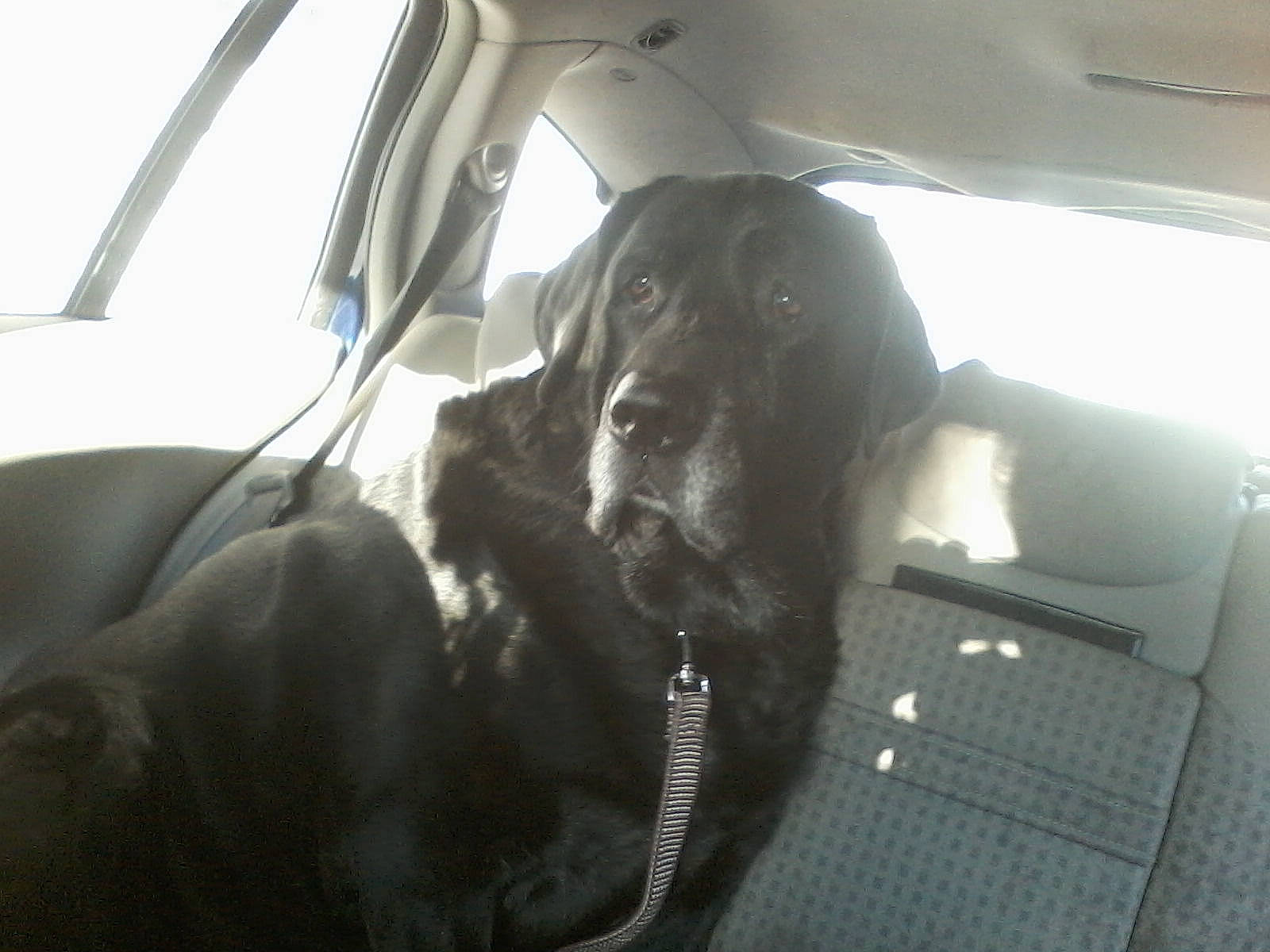 Axel a rejoint le concours — aidez-le/la à gagner de superbes lots ! canidae, car, car_seat, carnivore, dog, dog_breed, driving, guard_dog, snout, sporting_group, vehicle