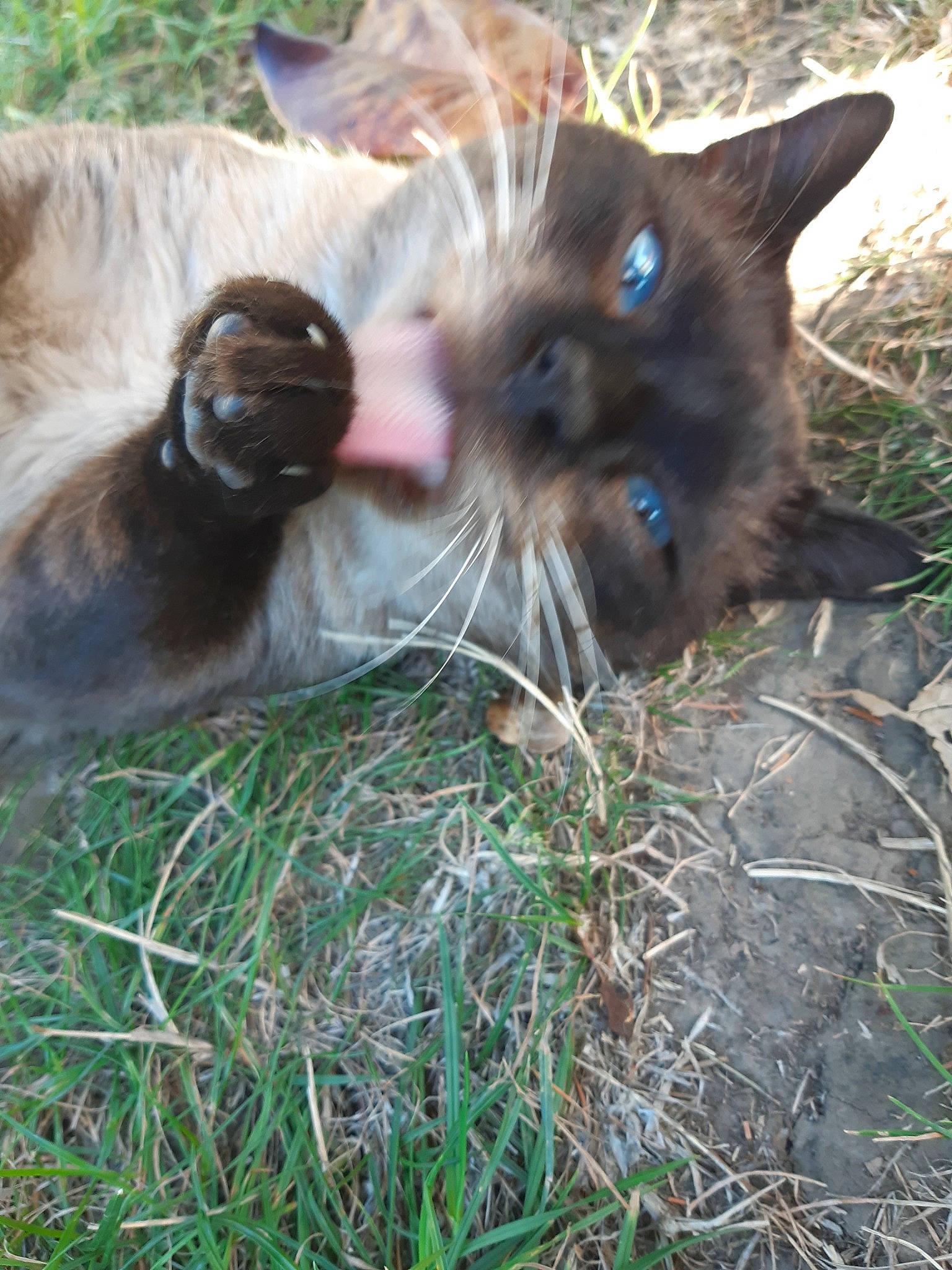 Bouboule a rejoint le concours — aidez-le/la à gagner de superbes lots ! burmese, carnivore, cat, fawn, felidae, grass, kitten, liver, plant, small_to_medium_sized_cats, tonkinese, whiskers, wildlife