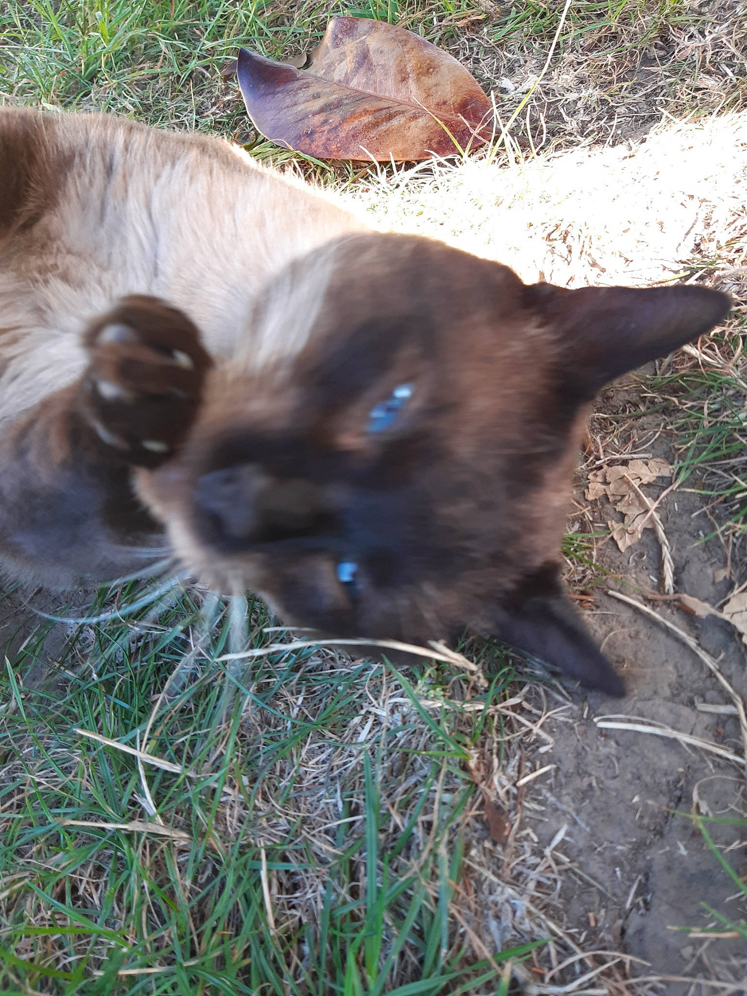 Bouboule a rejoint le concours — aidez-le/la à gagner de superbes lots ! burmese, canidae, carnivore, cat, dog_breed, fawn, felidae, grass, liver, plant, puppy, snout, whiskers, wildlife