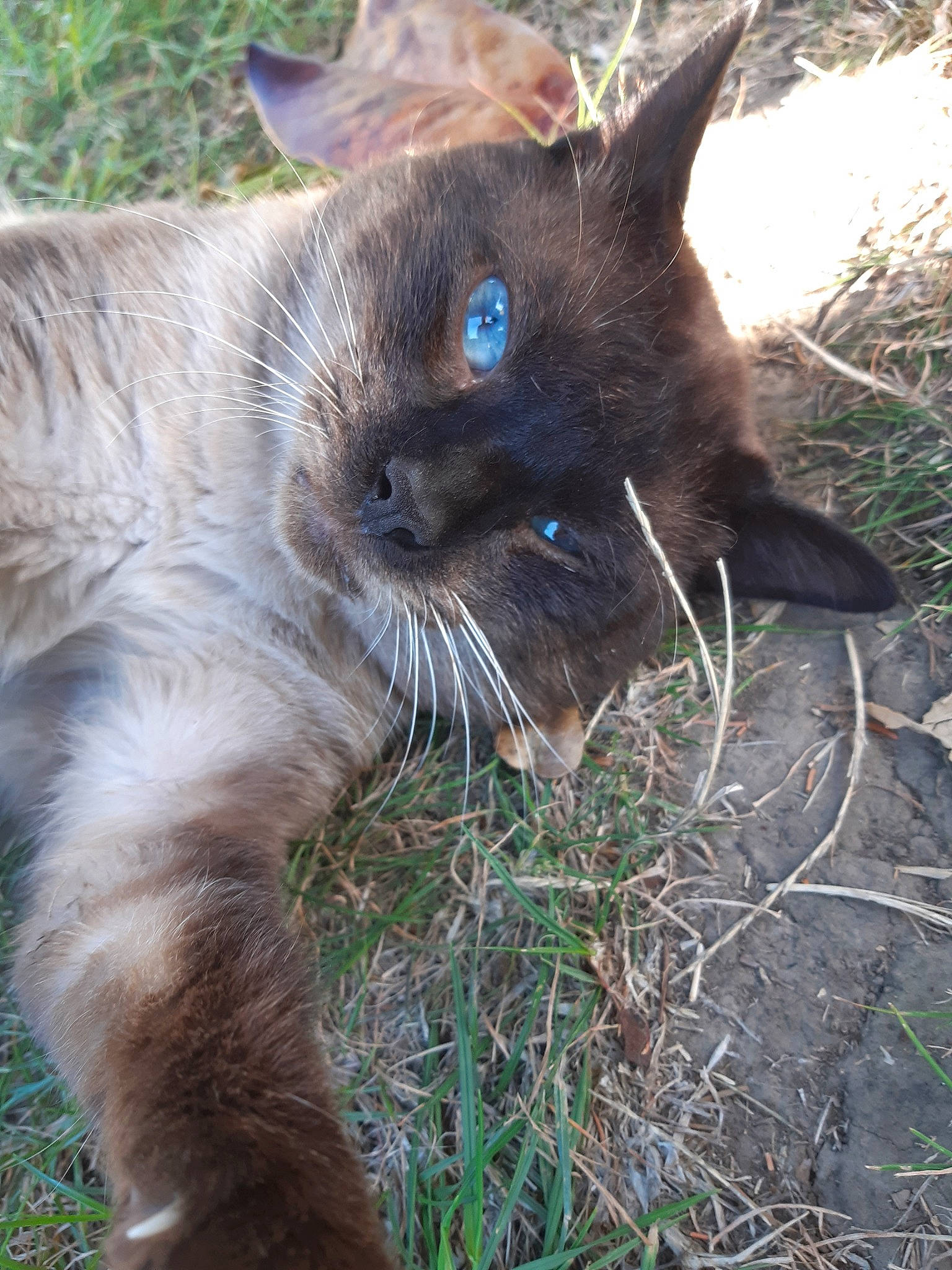 Bouboule a rejoint le concours — aidez-le/la à gagner de superbes lots ! burmese, carnivore, cat, fawn, felidae, fur, grass, mammal, nebelung, organism, plant, small_to_medium_sized_cats, snout, tonkinese, whiskers, wildlife