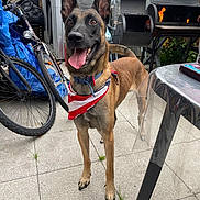 Volt participe au concours pour gagner de l'argent avec cette photo : animal, bandana, barbecue_grill, belgian_malinois, bicycle, canine, daylight, dog, ears_up, fence, fire, happy, outdoor, patio, pet, plants, plastic_cover, table, tile_floor, tongue_out