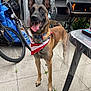 animal, bandana, barbecue_grill, belgian_malinois, bicycle, canine, daylight, dog, ears_up, fence, fire, happy, outdoor, patio, pet, plants, plastic_cover, table, tile_floor, tongue_out