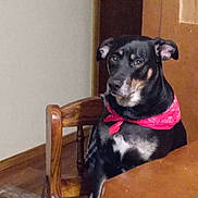 Boss is registered to the contest to win money with this photo: animal, background, bandana, black, calm, chair, dog, door, ears, face, figurine, fur, indoor, looking, pet, sitting, table, tan, wall, wood