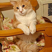Frisky is registered to the contest to win money with this photo: cat, orange_cat, white_cat, fluffy_cat, pet, animal, feline, chair, wooden_chair, cushion, floral_pattern, indoor, home, curious, paws, tail, fur, looking, cute, resting