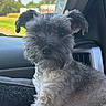 dog, puppy, black_and_white, fluffy, furry, small_dog, portrait, close_up, sitting, car, vehicle_interior, dashboard, seat, windshield, outdoor, sunlight, greenery, pet, animal, facial_expression
