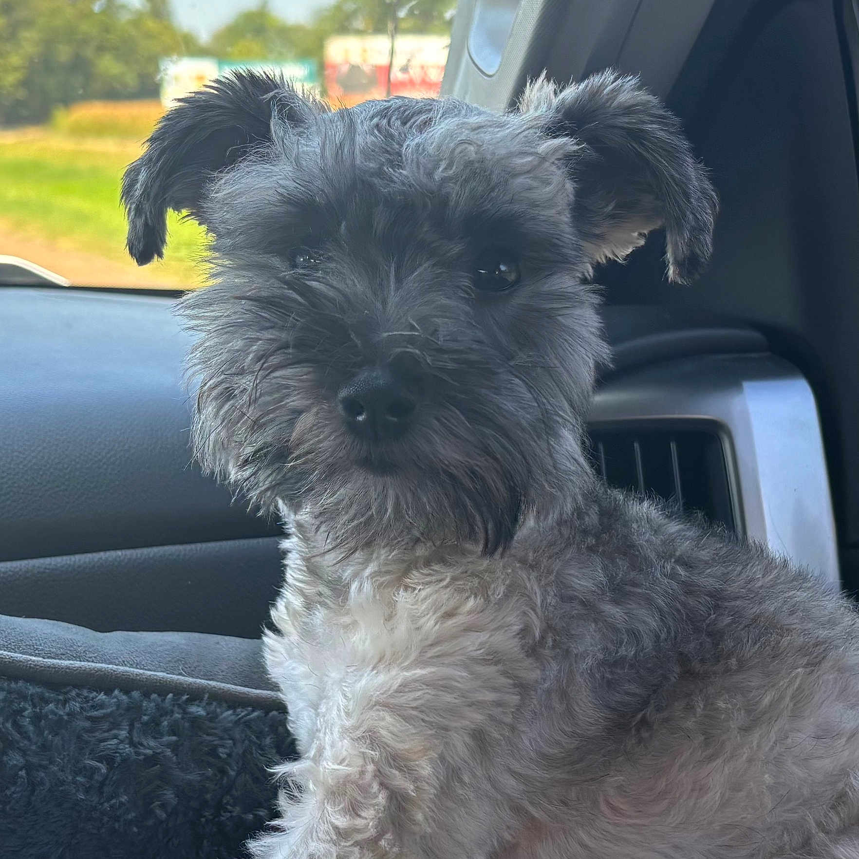Daisy is registered to the contest to win money with this photo: dog, puppy, black_and_white, fluffy, furry, small_dog, portrait, close_up, sitting, car, vehicle_interior, dashboard, seat, windshield, outdoor, sunlight, greenery, pet, animal, facial_expression