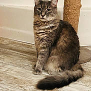 Ramsey joined the competition — help win amazing prizes! animal, cat, curious, domestic, ears, feline, flooring, fluffy, fur, gray_tabby, household, indoor, looking, pet, portrait, scratching_post, sitting, tail, whiskers, wooden_floor