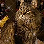 Ramsey is registered to the contest to win money with this photo: animal, brown, cat, closeup, cozy, cute, decorations, ears, feline, fluffy, fur, holiday, indoor, nutcracker, pet, portrait, sparkles, tabby, whiskers, yellow_pillow