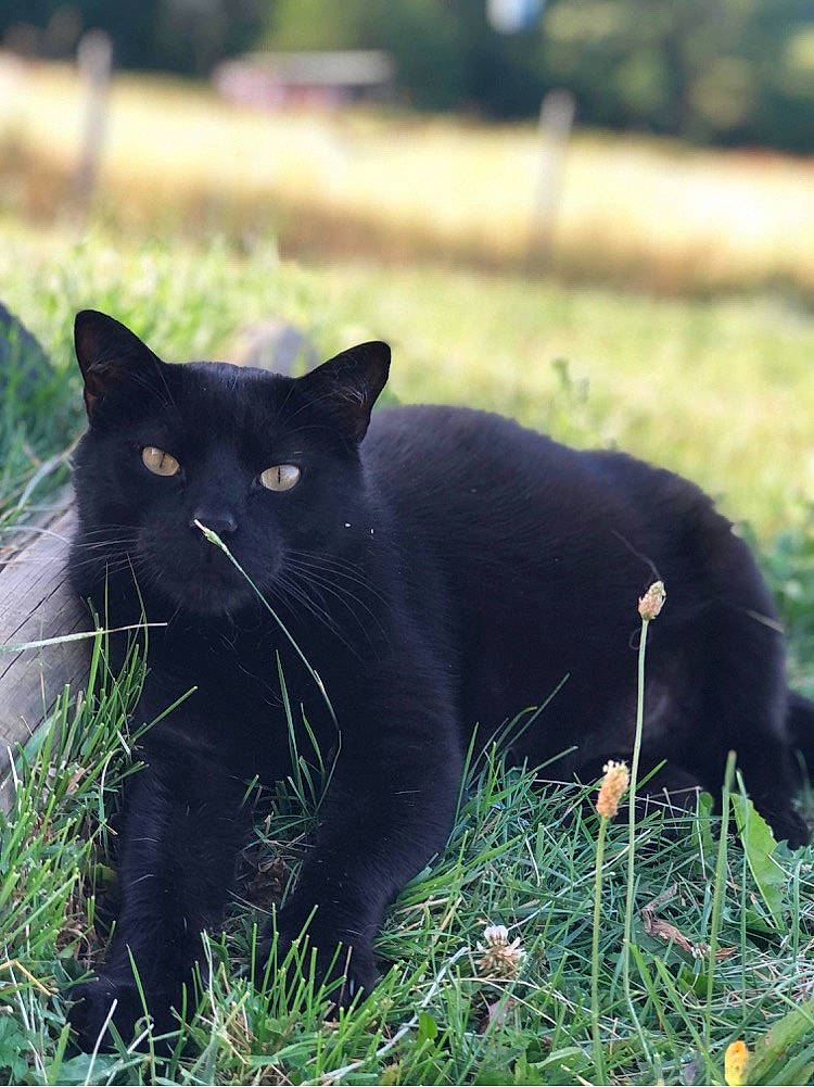 Pablo participe au concours pour gagner de l'argent avec cette photo : black_cat, bombay, carnivore, cat, domestic_short_haired_cat, felidae, fur, grass, grassland, groundcover, pasture, plant, sitting, small_to_medium_sized_cats, snout, tail, terrestrial_animal, whiskers, wildlife