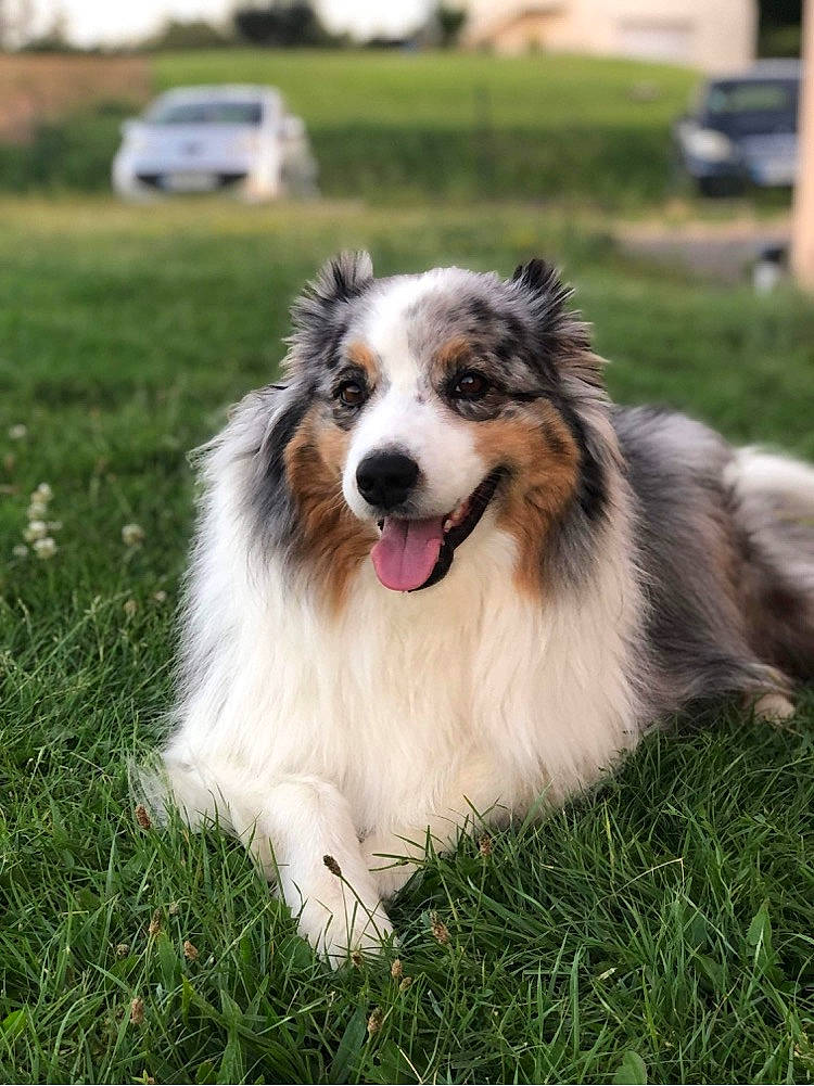 Nao a rejoint le concours — aidez-le/la à gagner de superbes lots ! border_collie, car, carnivore, companion_dog, dog, dog_breed, grass, herding_dog, jaw, plant, sky, smile, snout, sporting_group, terrestrial_animal, vehicle, wheel, whiskers, working_dog