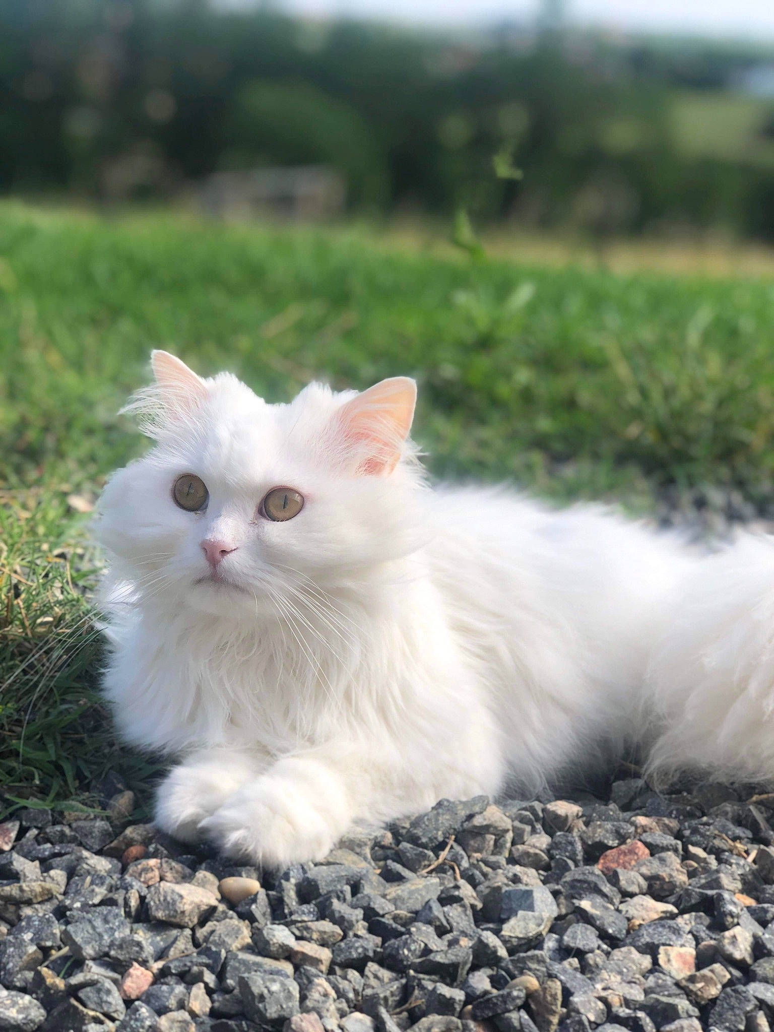 Arya participe au concours pour gagner de l'argent avec cette photo : carnivore, cat, felidae, fur, grass, herbaceous_plant, iris, plant, sitting, small_to_medium_sized_cats, snout, terrestrial_animal, tree, vehicle_registration_plate, whiskers